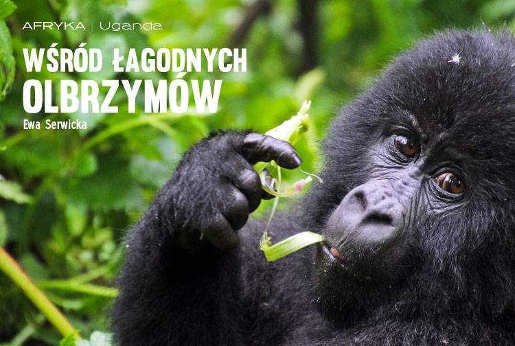 Losowy darmowy artykuł